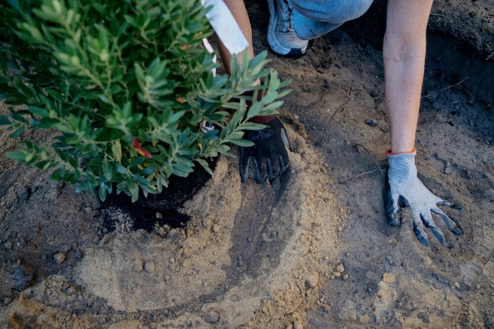 Two gloved hands place a plant into the ground.