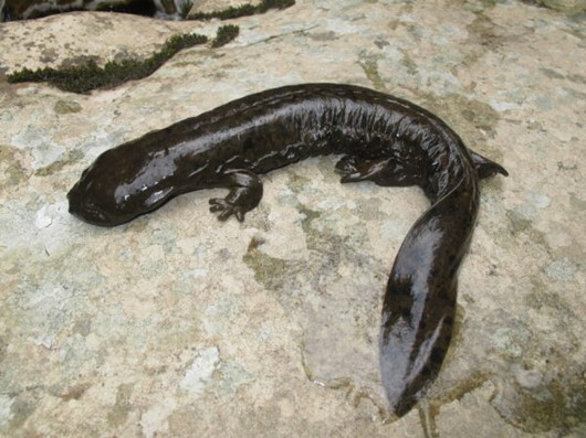 A dark brown/black reptile with shiny skin rests on a large rock.