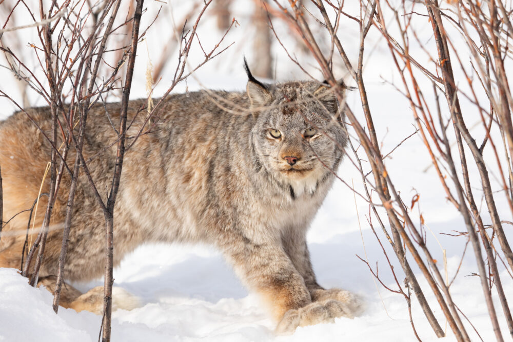 A light brown feline animal stands in the snow.