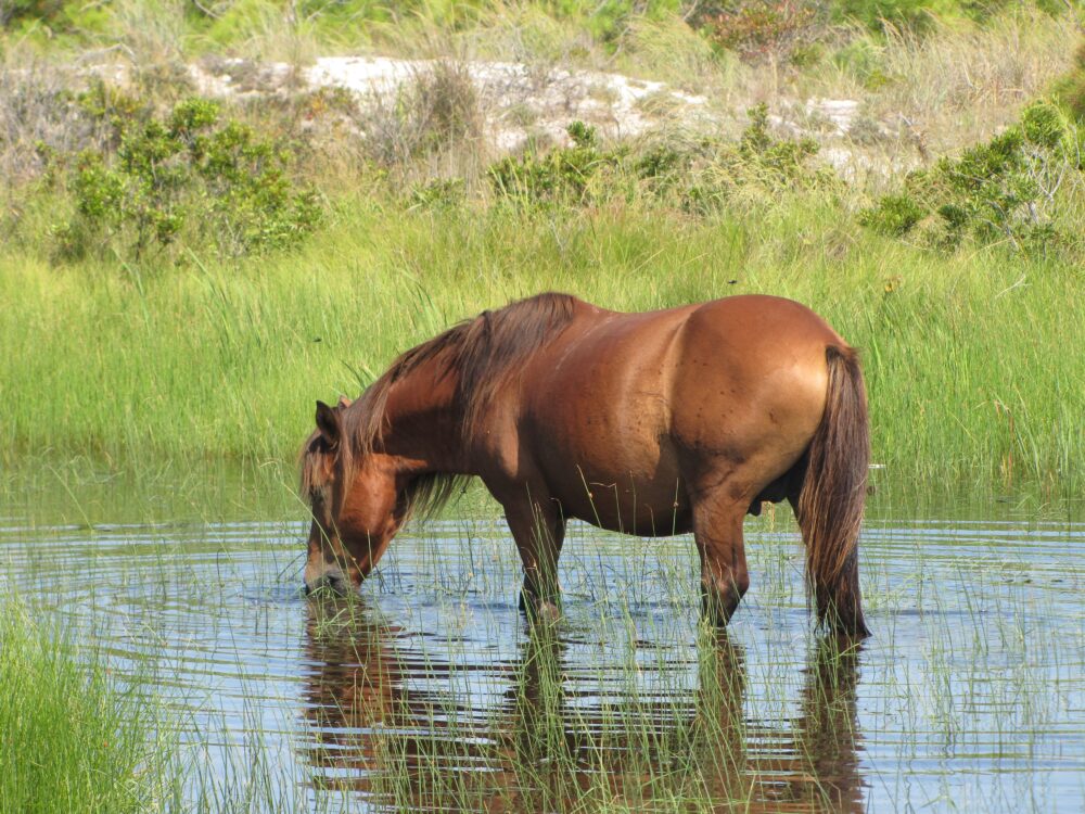 A brown horse drinks from a marshy pond.