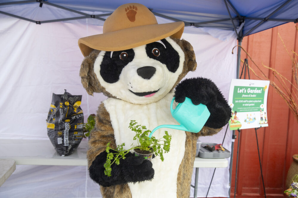 A person in a raccoon costume waters a plant from a watering can.