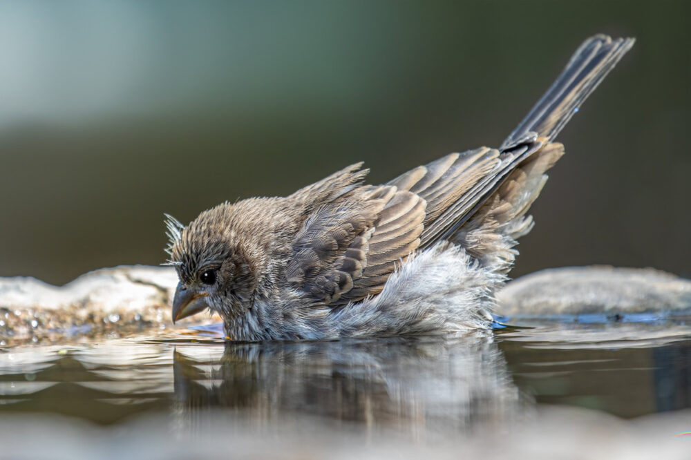 A bird with ruffled feathers take a bird bath.