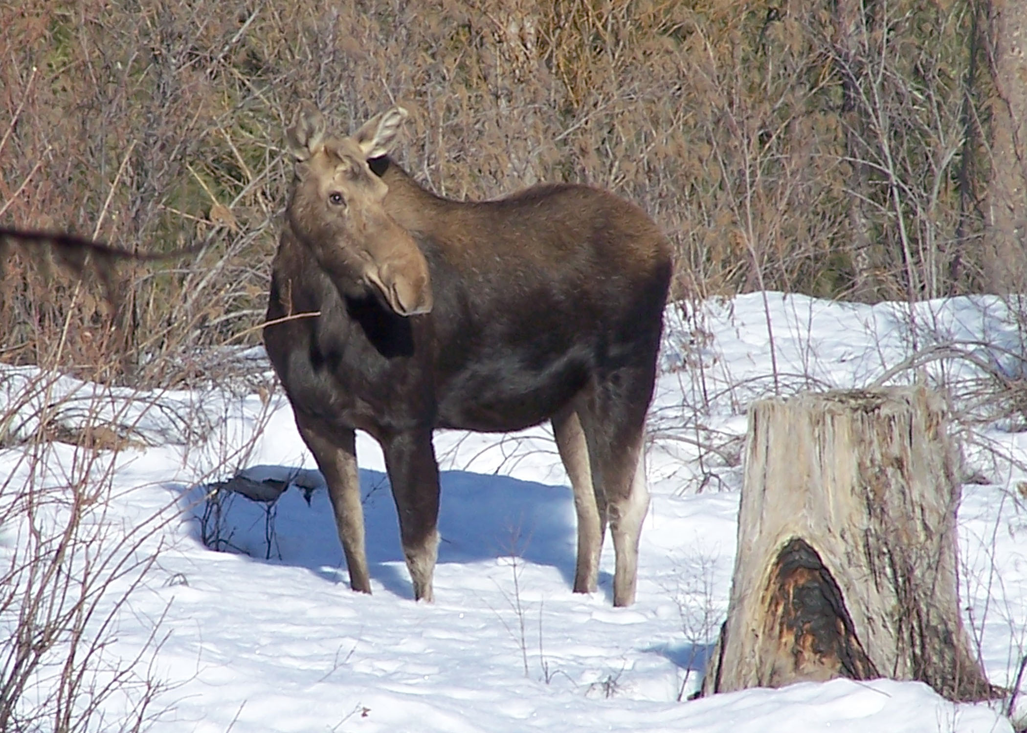 Brown furry hooved animal stands in a snowy forested landscape.