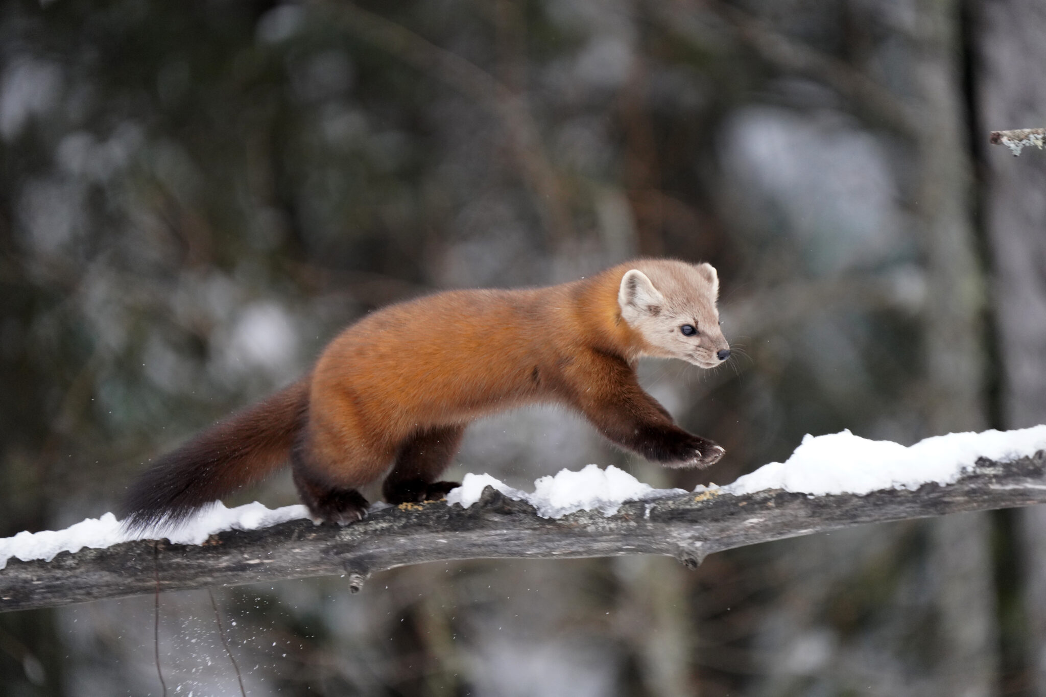 Introducing the Garden for Wildlife Gift Guide Catalog The National