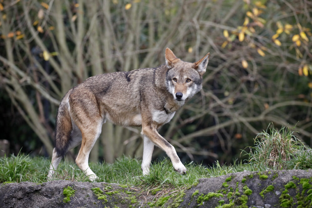 A wolf walks near grass and brush.