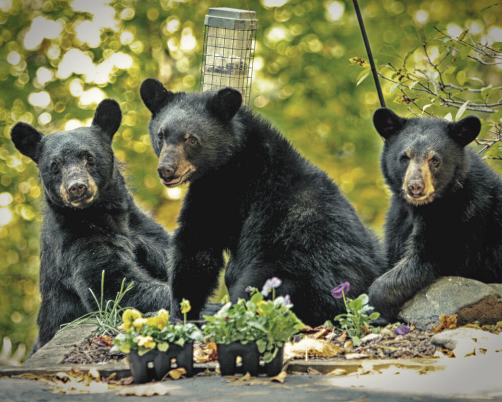 Three black bears sit near a garden.