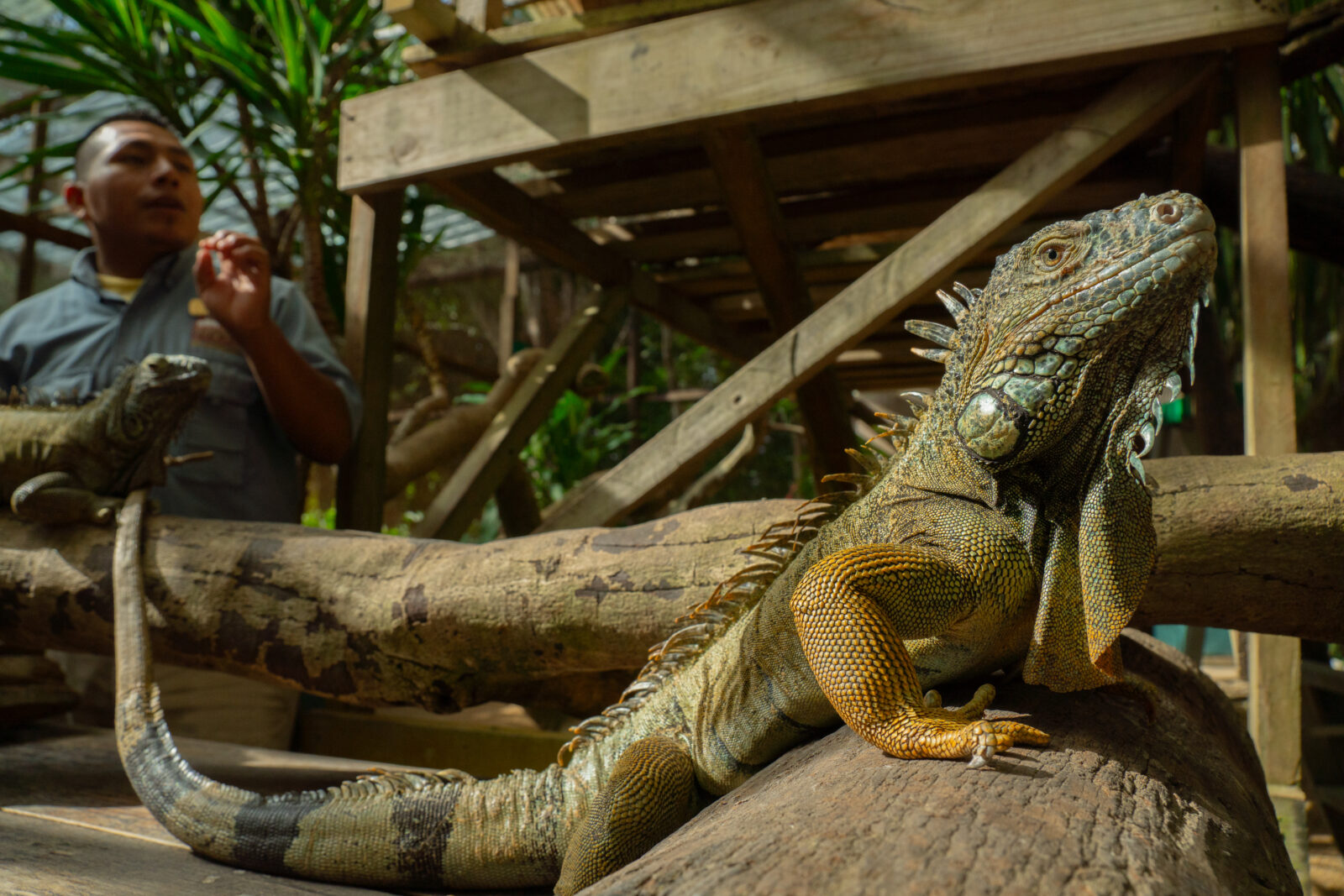 Introducing the Garden for Wildlife Gift Guide Catalog The National