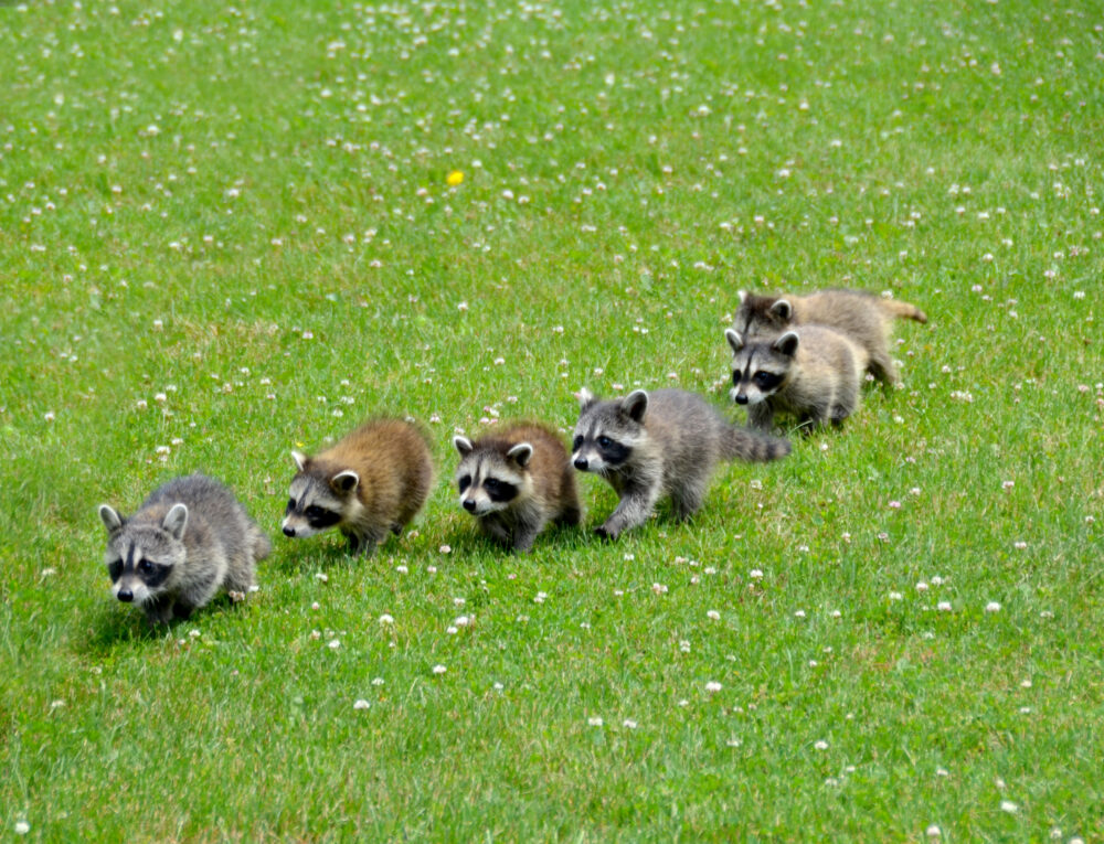 Raccoon kits. Credit: Debra Milne