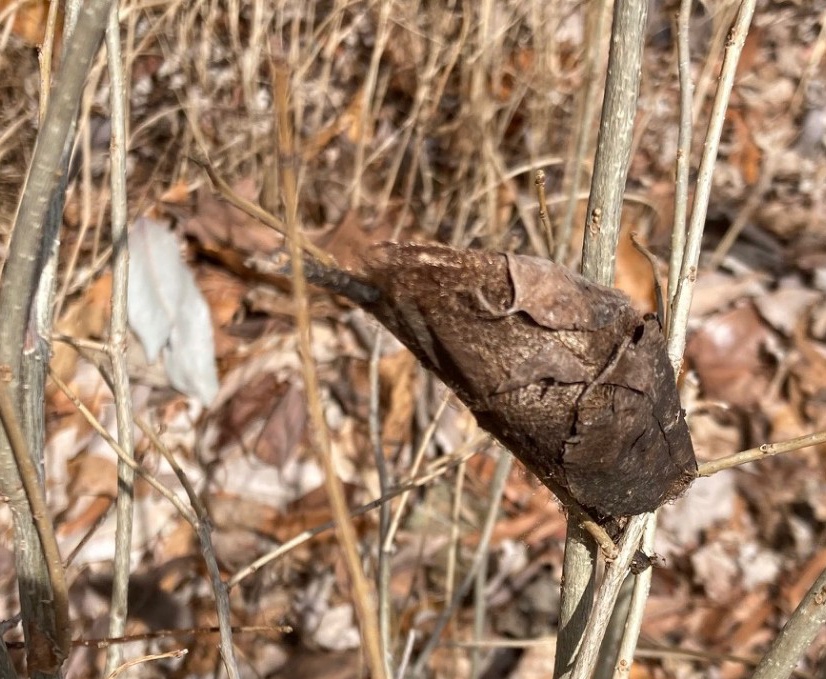 A brown moth cocoon attached to a bush branch.