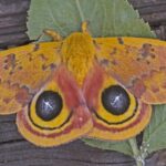Yellow moth with red and orange coloring, with two large black round spots on its wings.