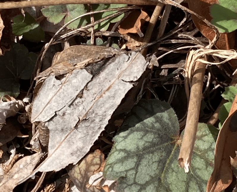 A moth cocoon hidden among leaves and branches.