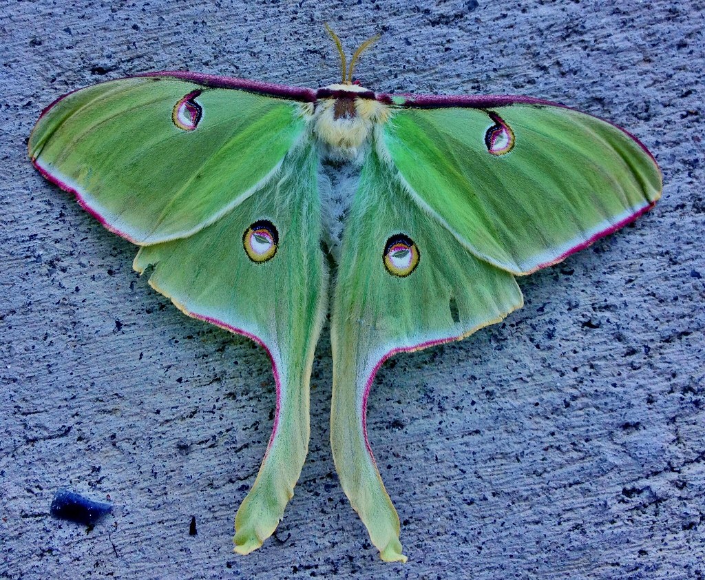 Green moth with purple color details, and four round spots on its wings.