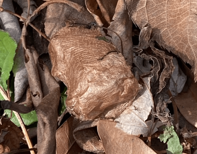 Light brown moth cocoon among brown leaves.