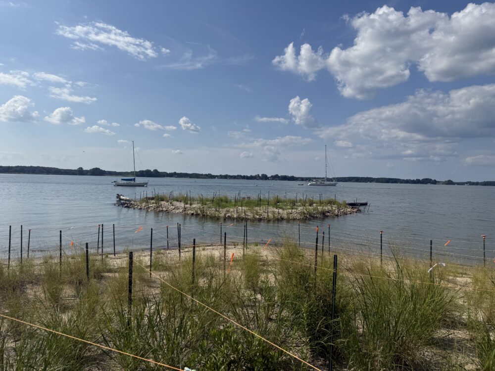 Outdoor vegetation installation on a shore.