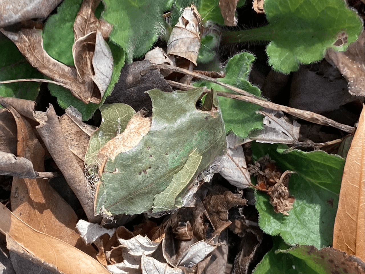 Tan and green moth cocoon hidden among leaves.