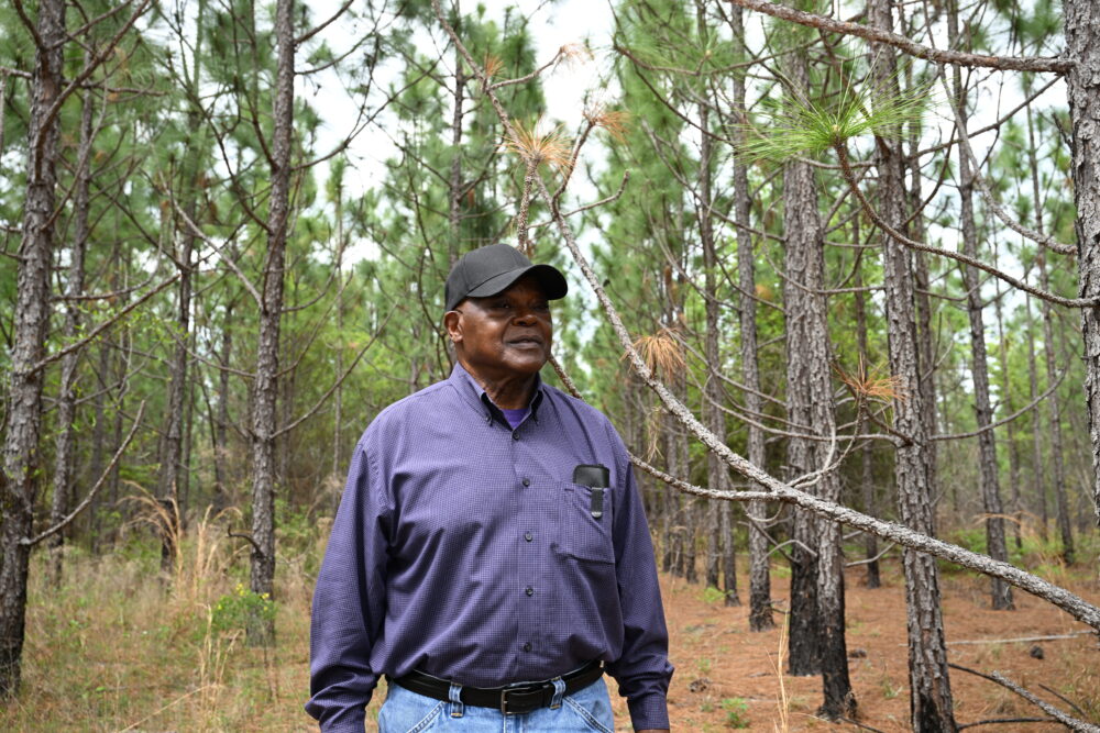 A person stands in the middle of a longleaf pine tree forest.