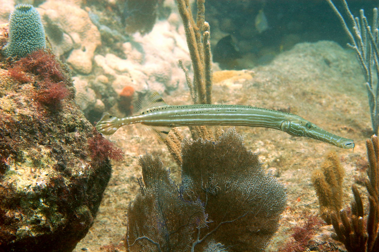 Long, slim, green-ish fish.