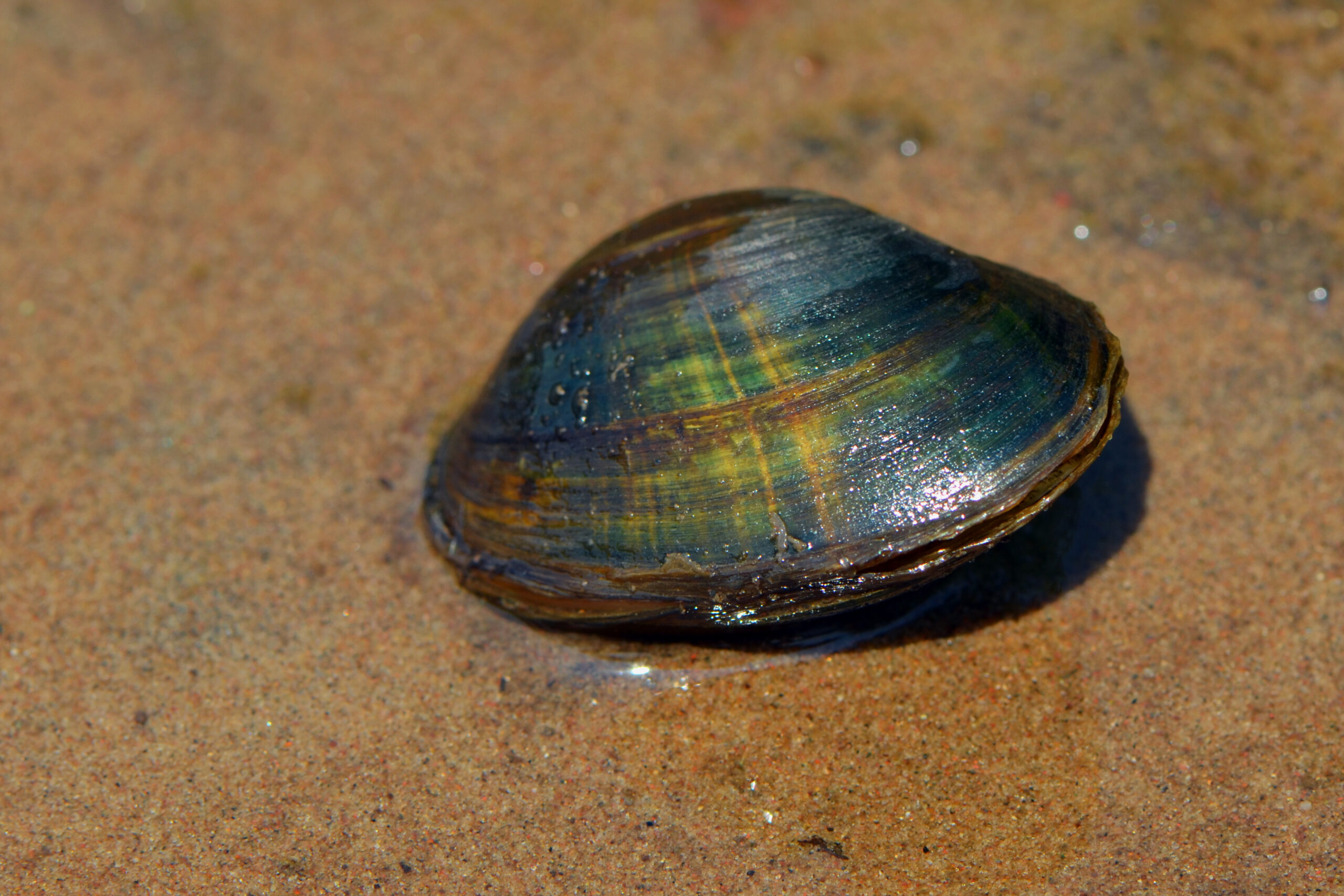 Black iridescent shelled mussel.