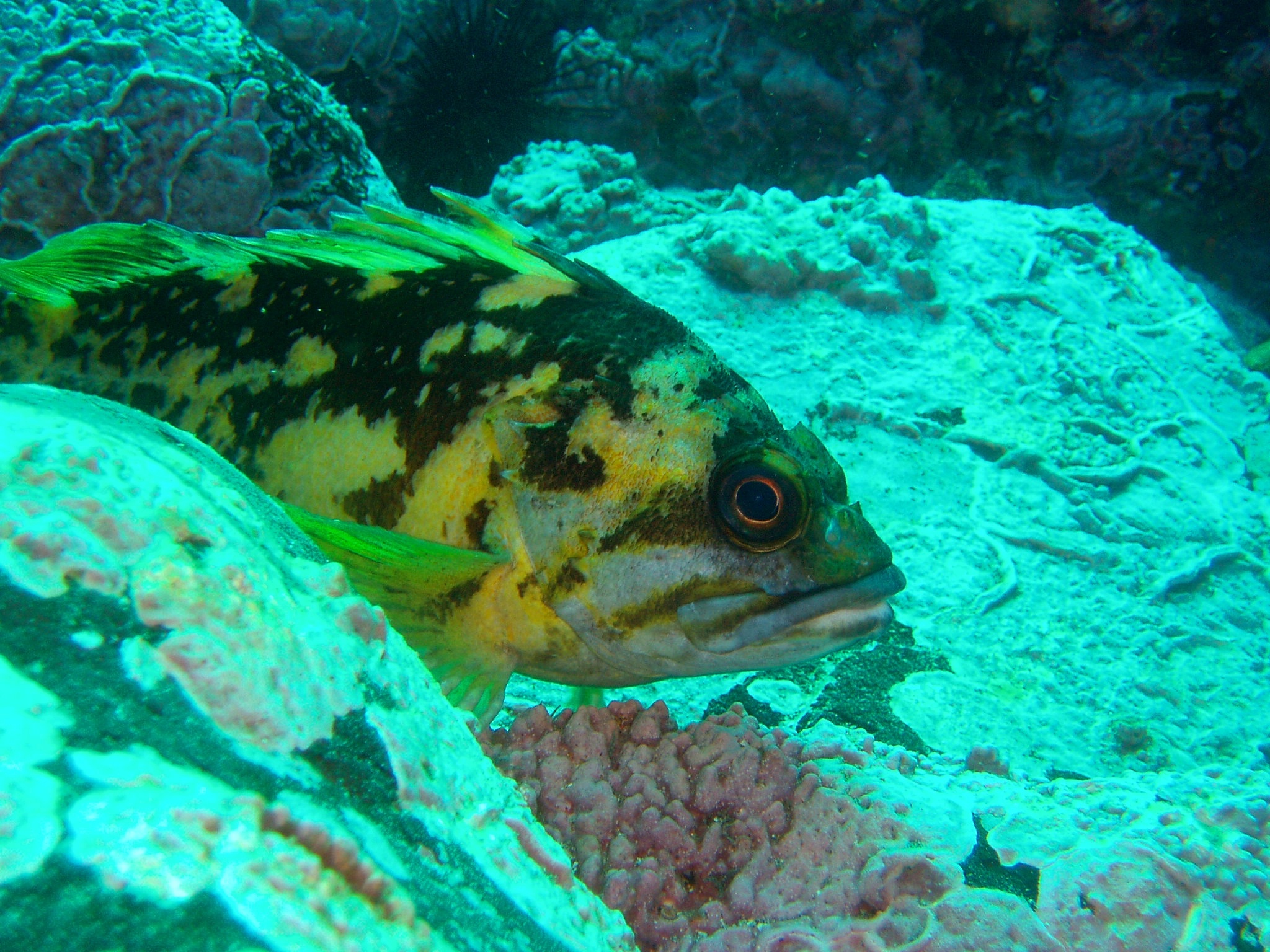 Black and yellow fish near a bed of rocks.
