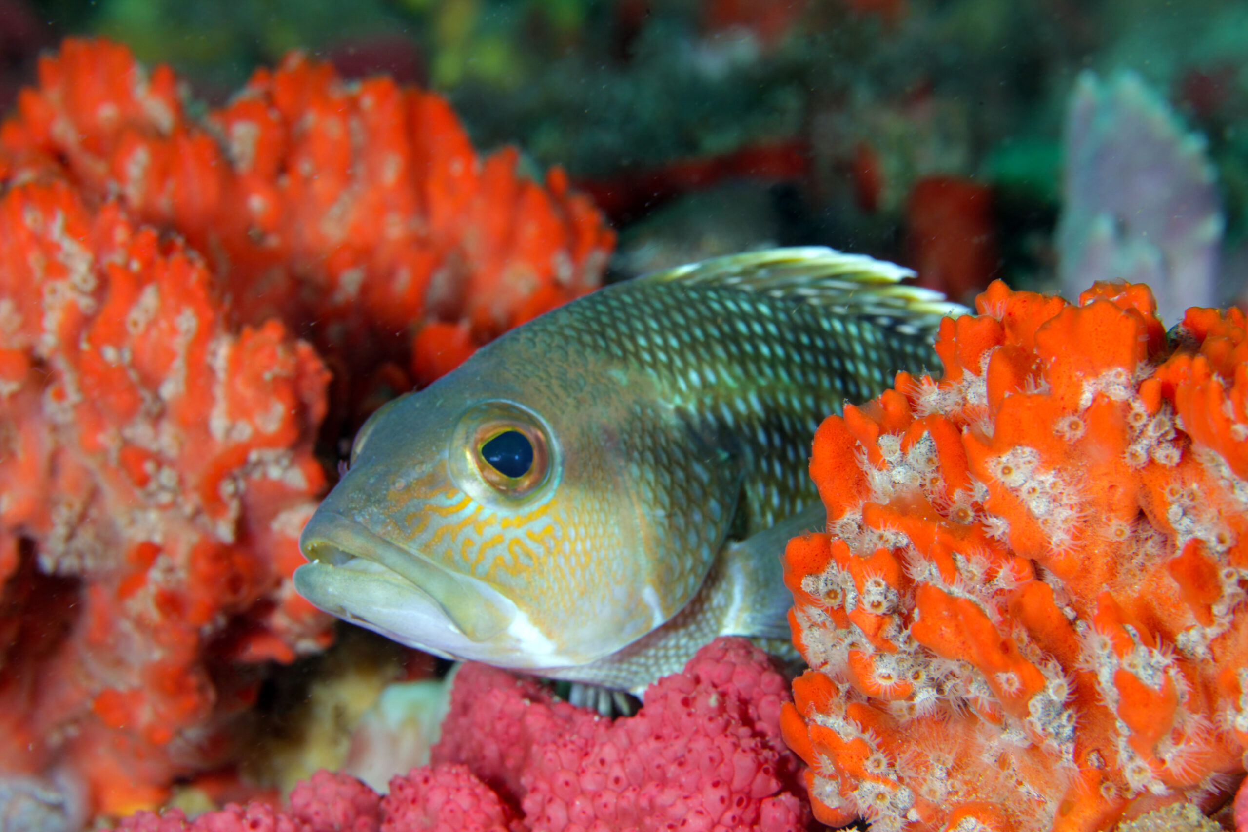 A black sea bass sits between bright orange coral structures.