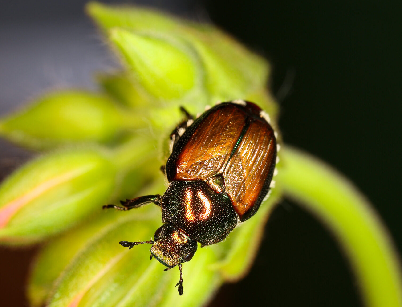 A brown hard-back bug on a flower bud.