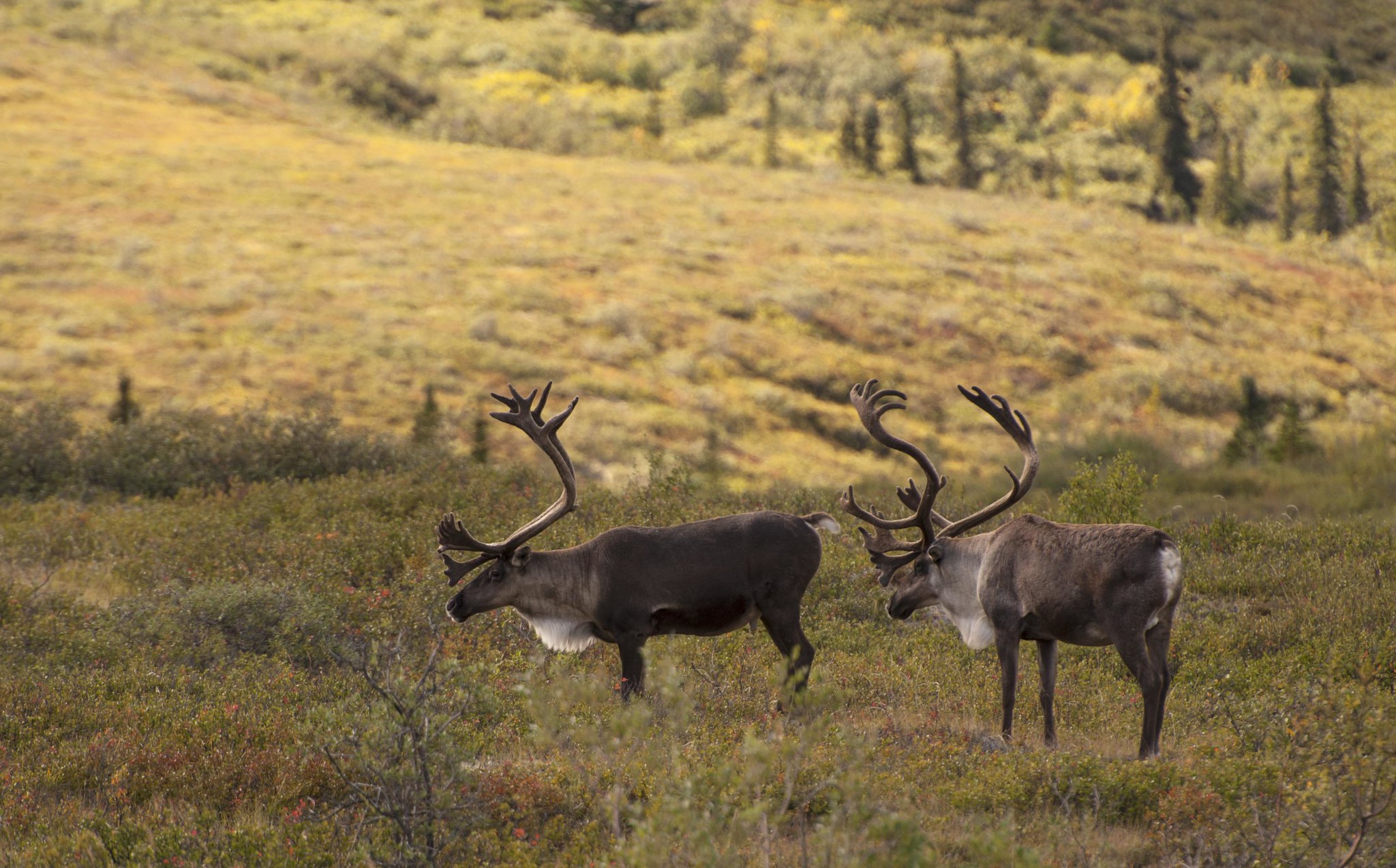 Caribou stand in an open field.