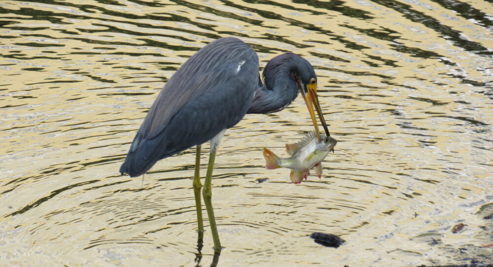 Engaging the next generation in conservation: Florida’s Gulf Specimen Aquarium