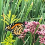 Monarch butterfly on a flower.
