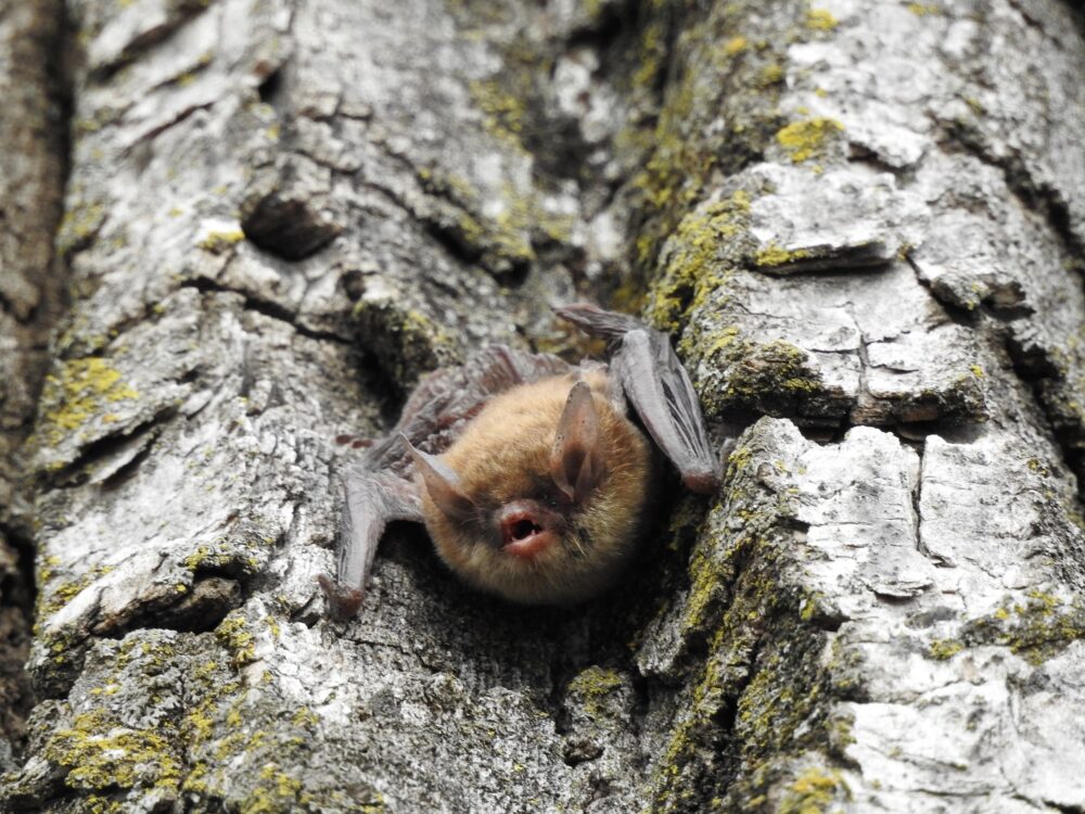 Bat on a rock.