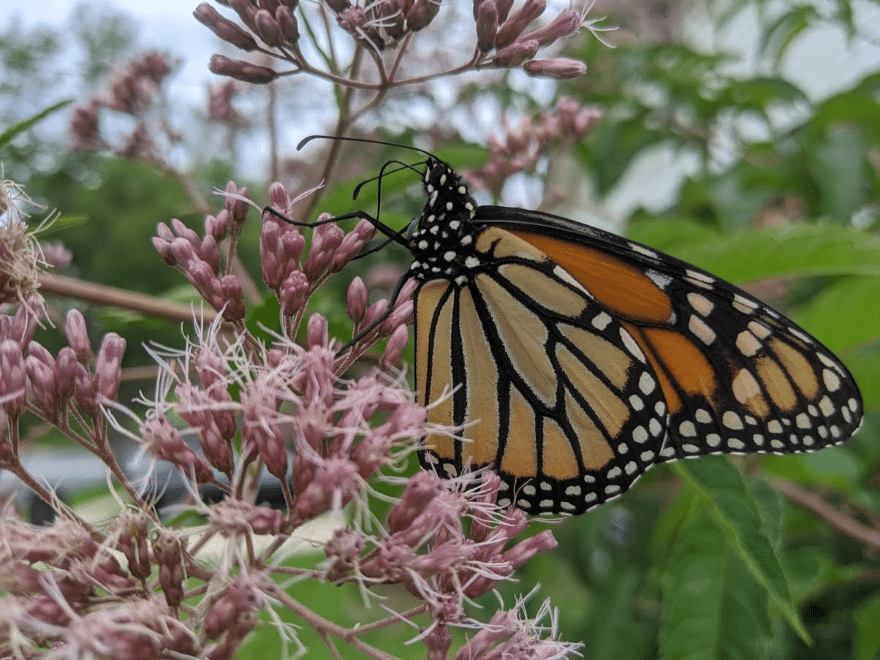 Monarch on a flower.
