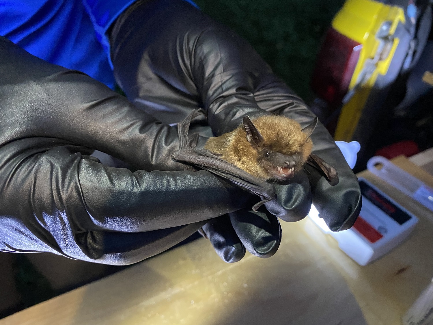 Gloved hands hold a brown bat.