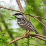 A bird on a tree branch.