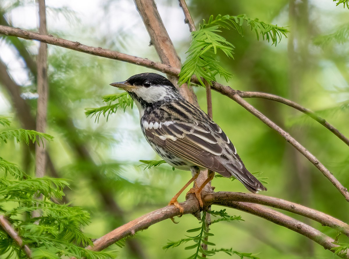 A bird on a tree branch.