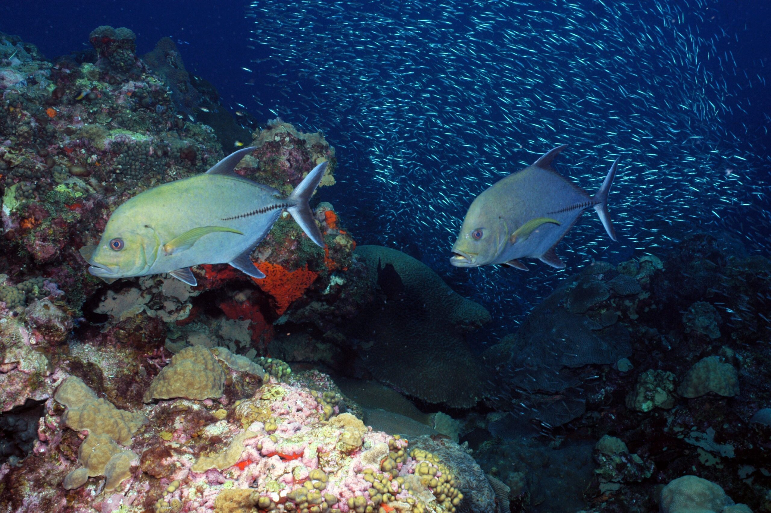 Two blue fish swim one in front of the other.