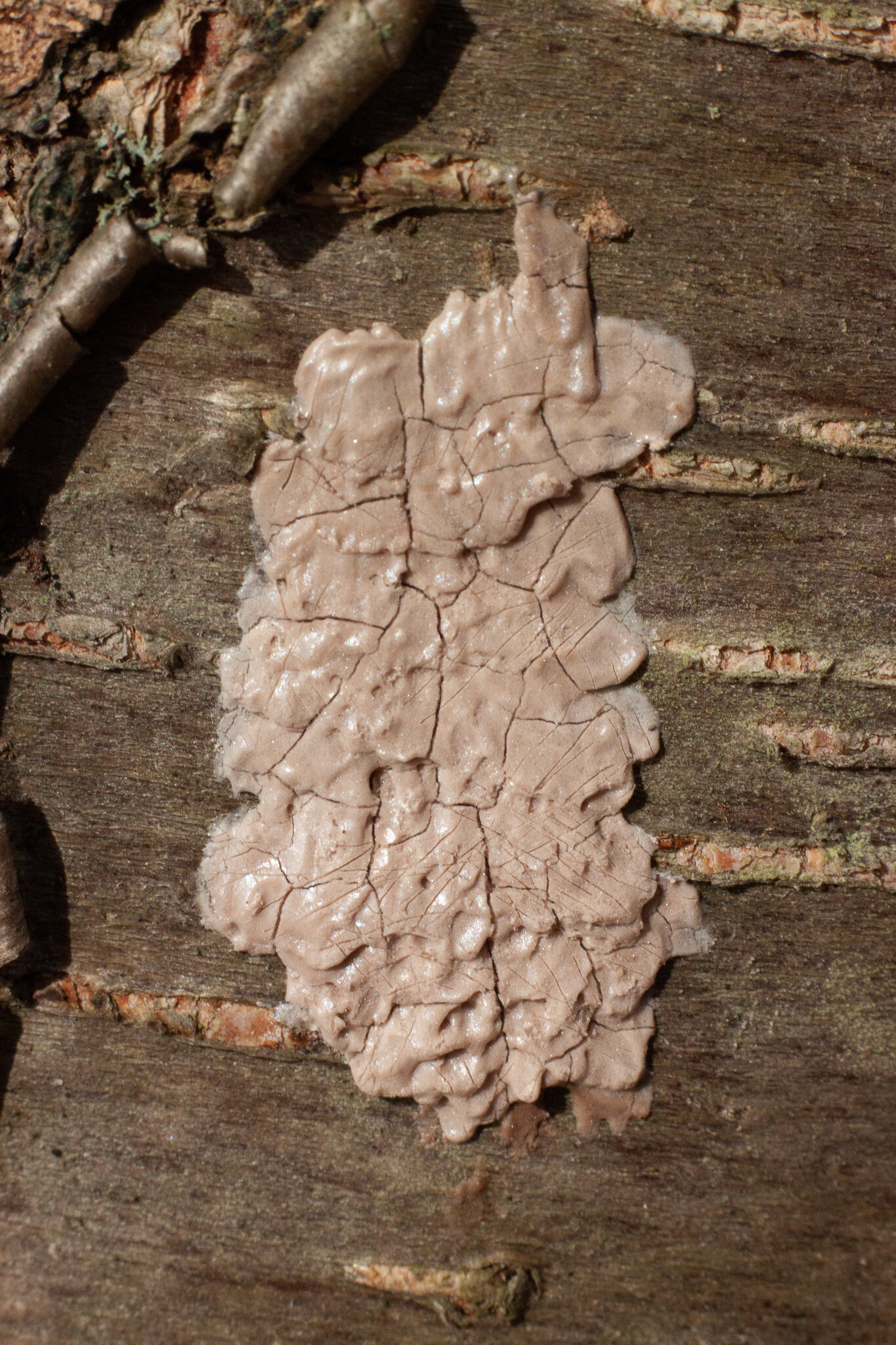 A brown mass that looks like hardened paste smeared on a tree trunk.