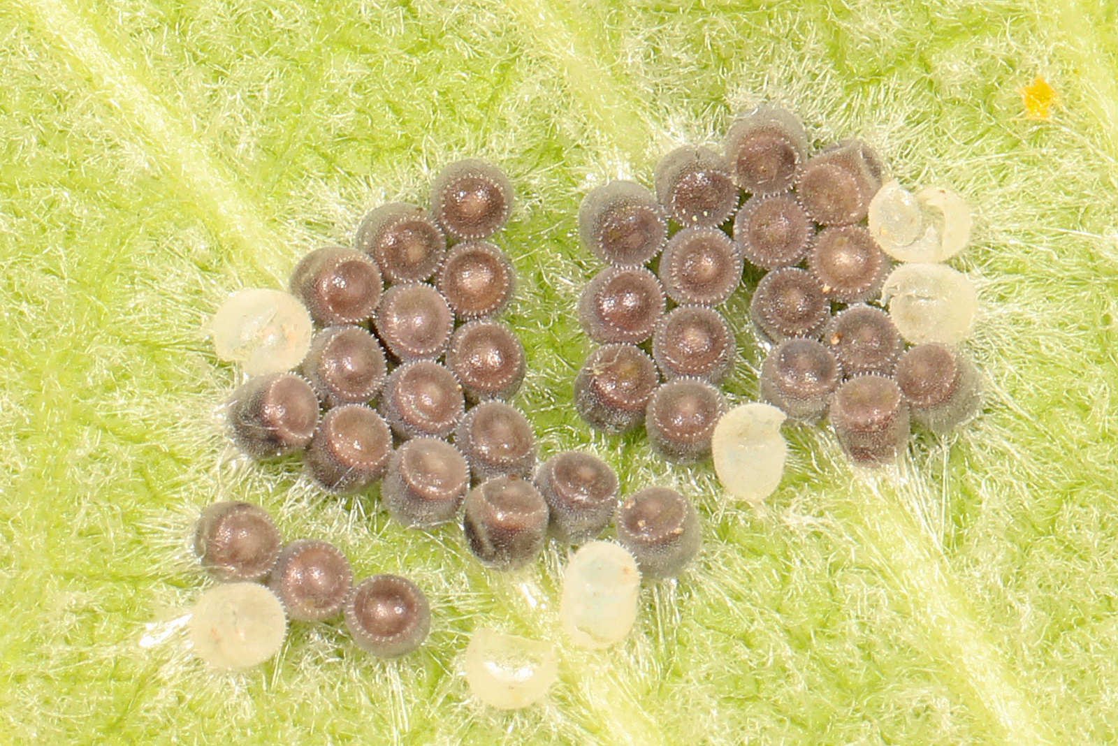 Several small brown and cream-colored round sacs on a plant leaf.