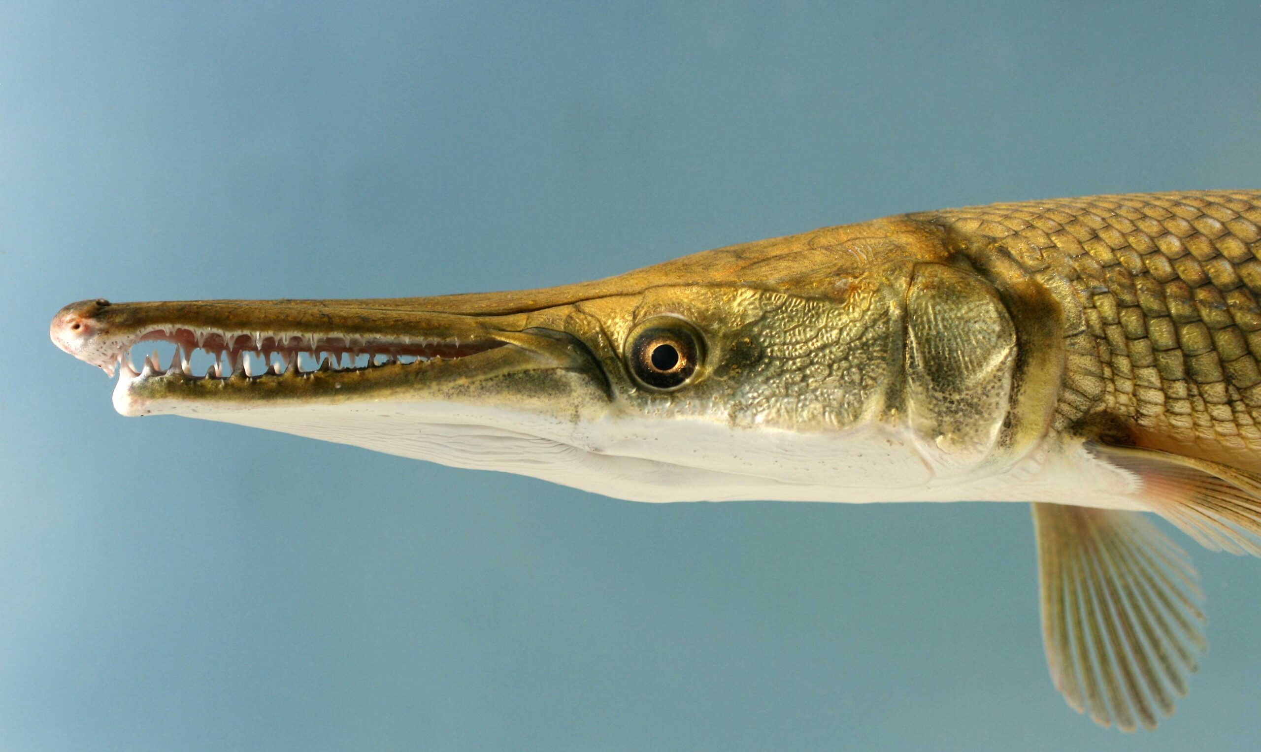 A yellow and tan fish with a long snout and tiny teeth.