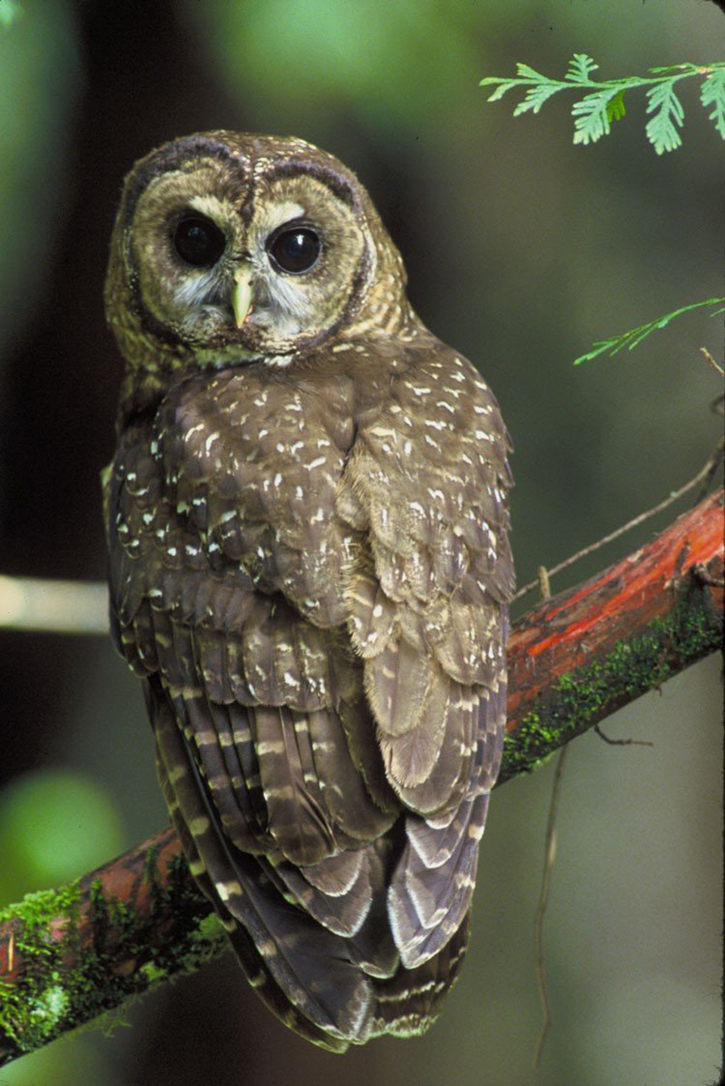 An owl perches on a tree branch.