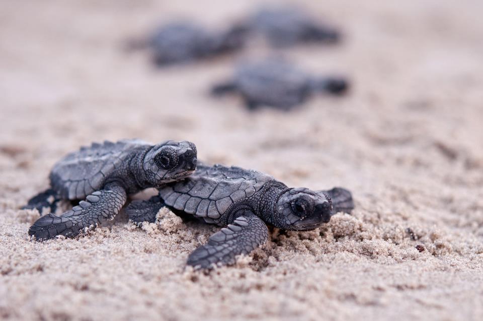 A group of small turtles are on the sand.