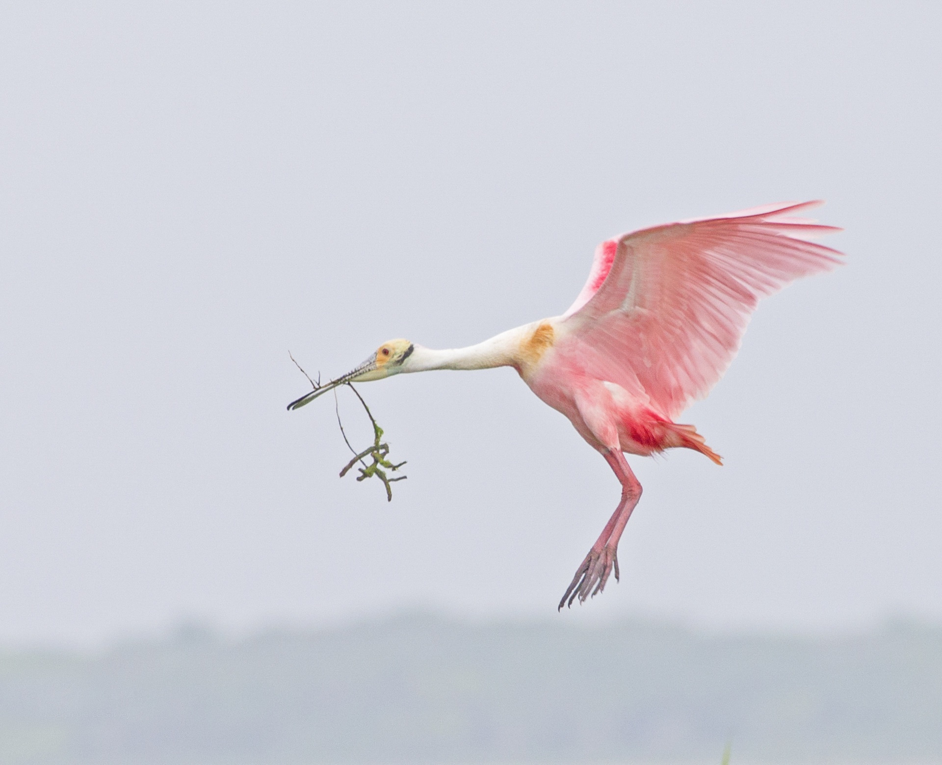 Large pink bird mid-flight.