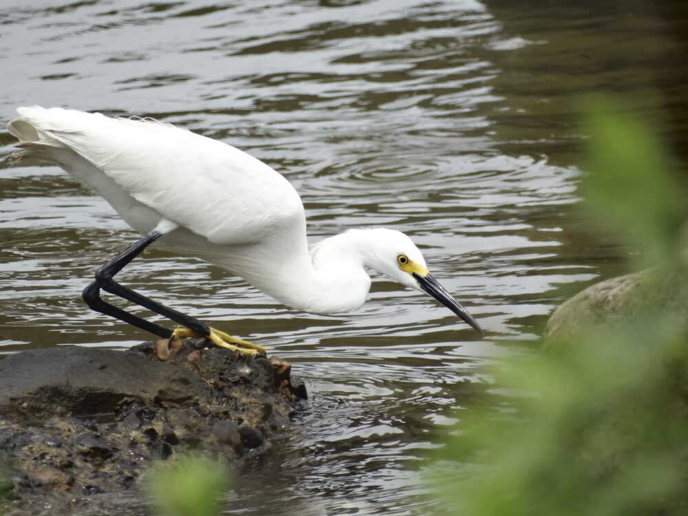 Large white bird dips its beak into the water.
