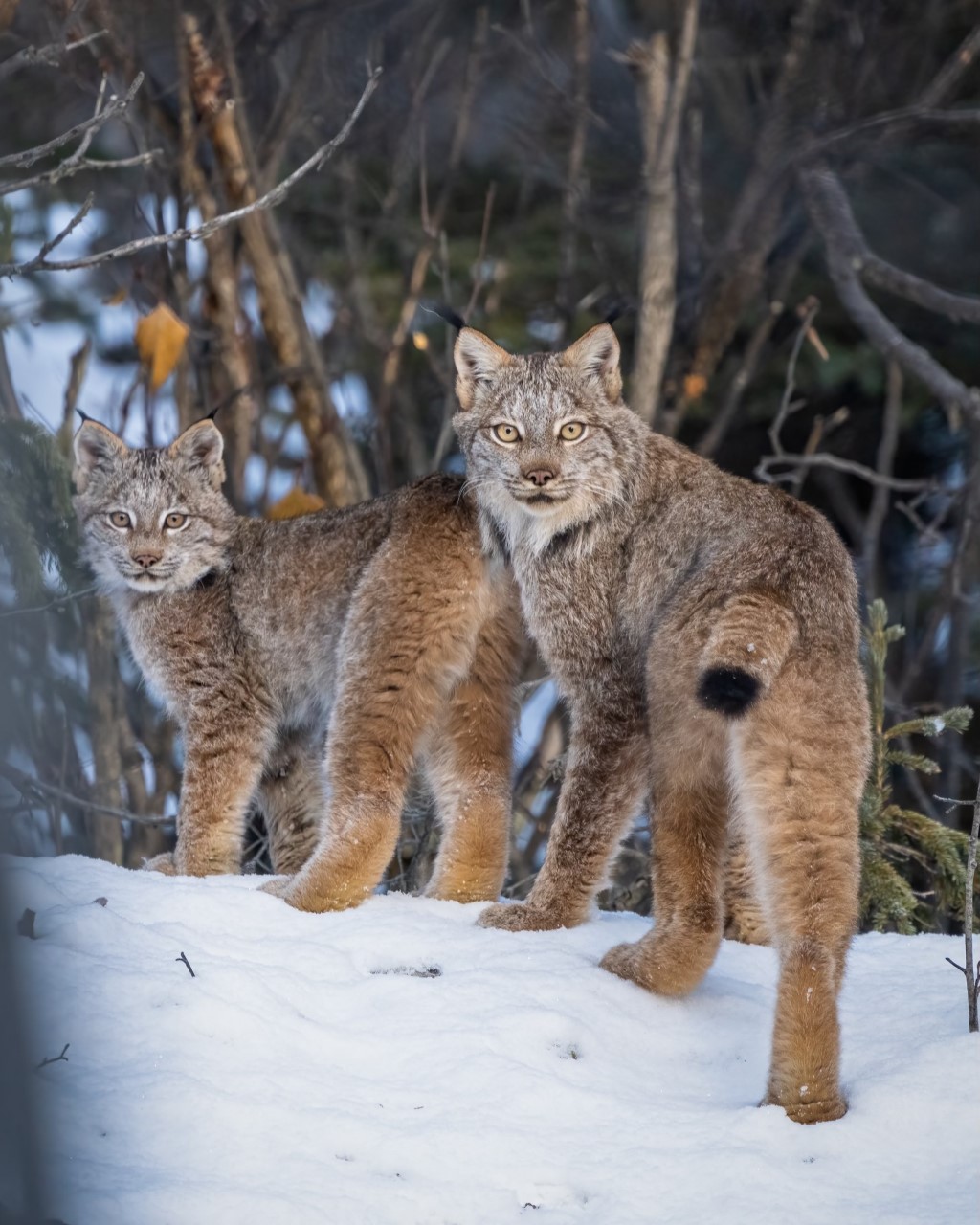 Adult and cub lynx in the snow.