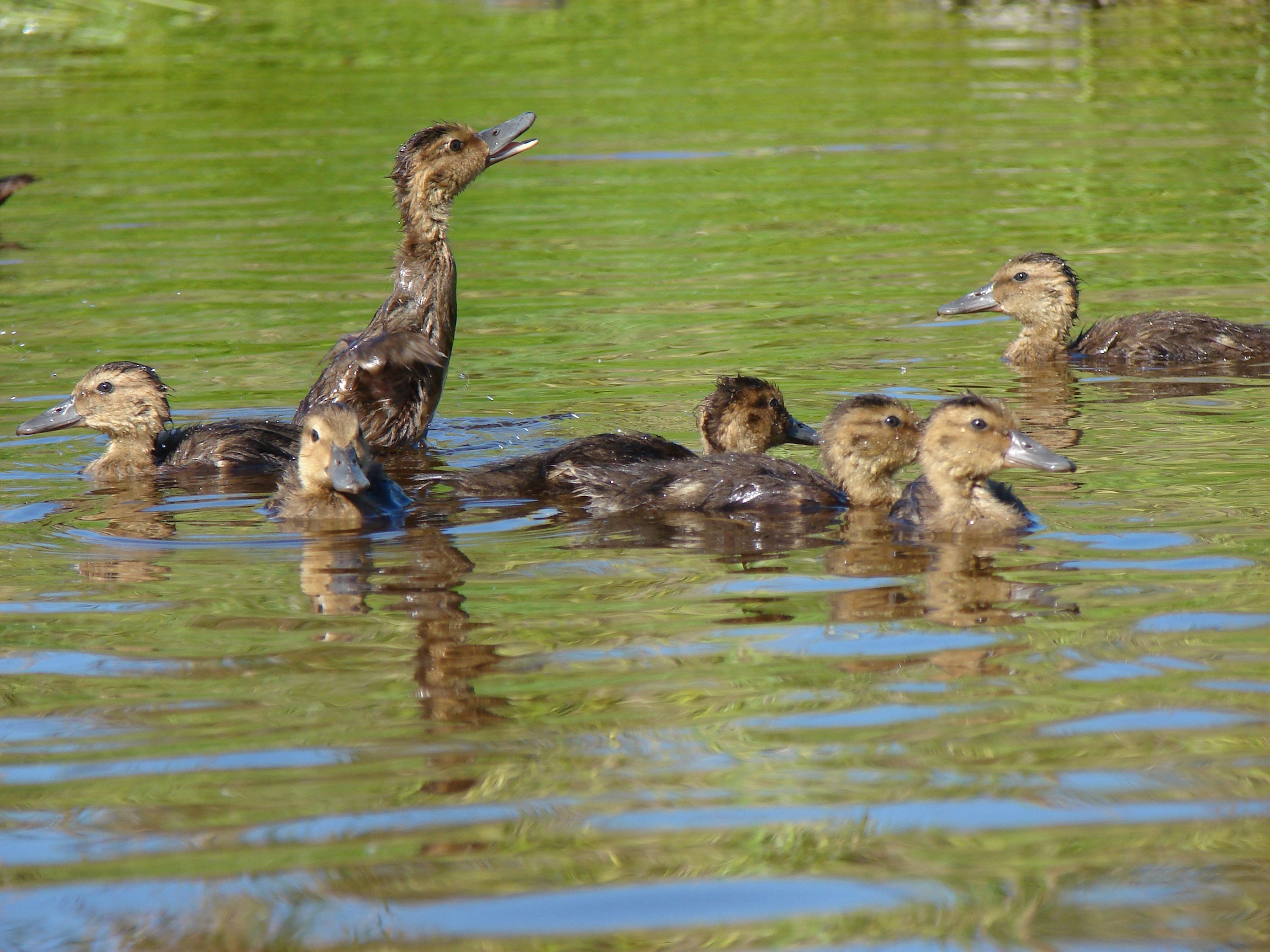 several young waterfowl play in the water