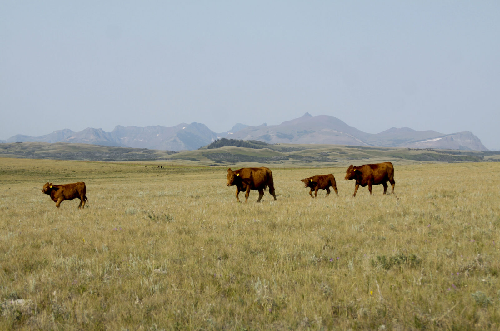 cows on a big field