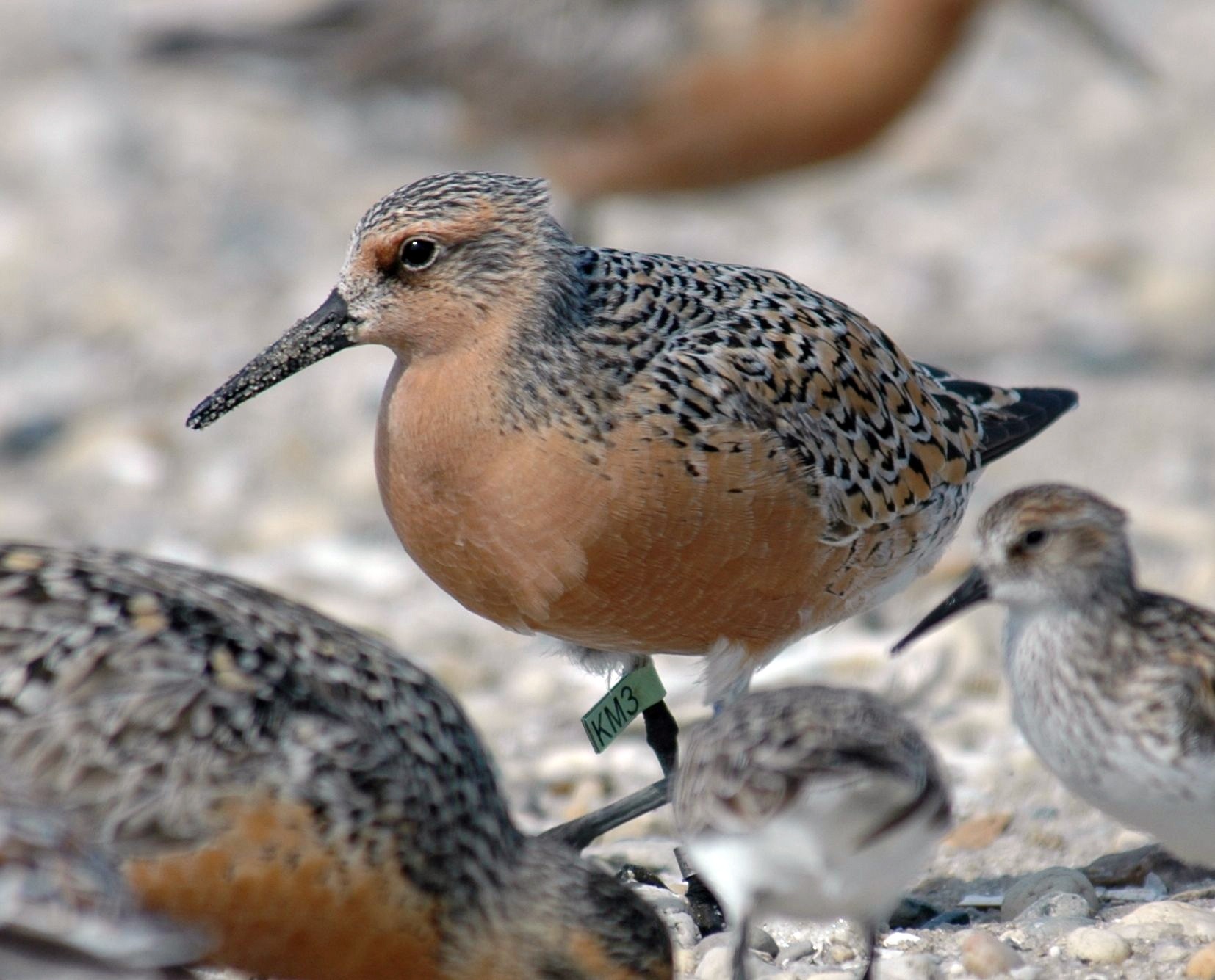 orange/tan breasted bird with green tag on its leg