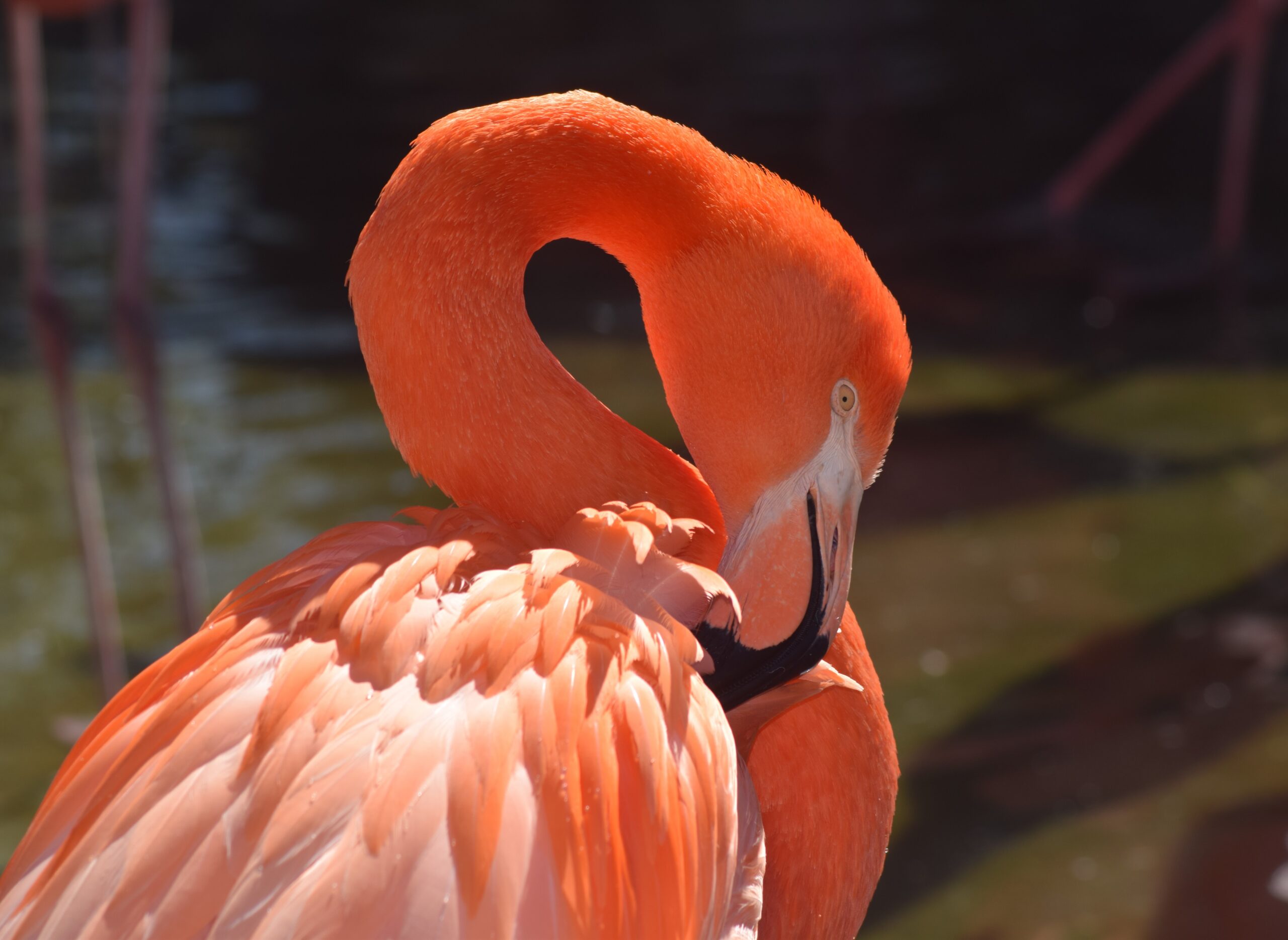 ALTOLITS /FLAMINGO EP【ネットラップ】アリレム×タイツォン The American Flamingo is Fabulous in Pink - The National Wildlife