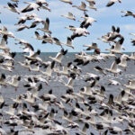 dozens of medium sized white birds with black wings fly over a body of water