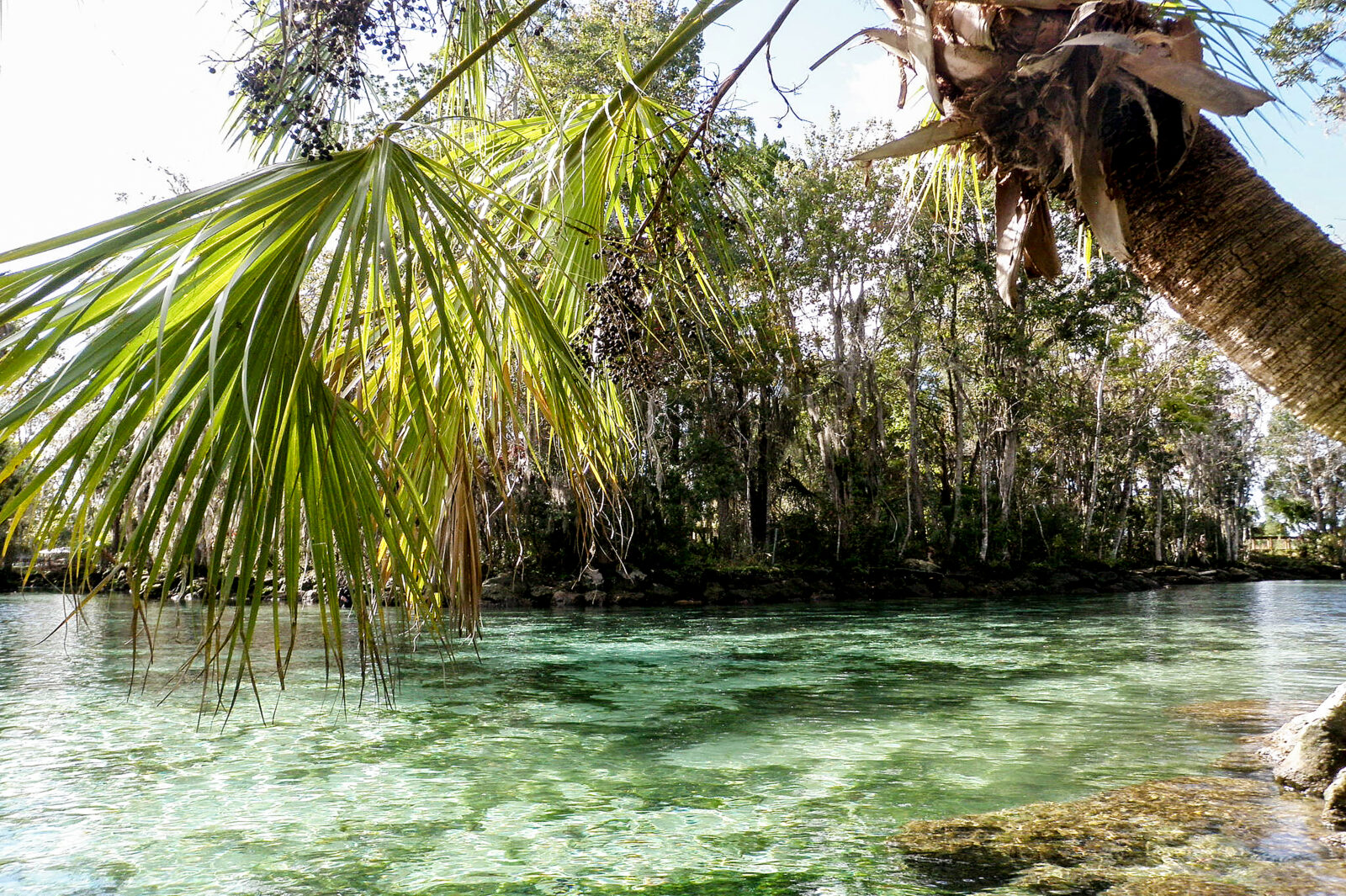 water and tree landscape