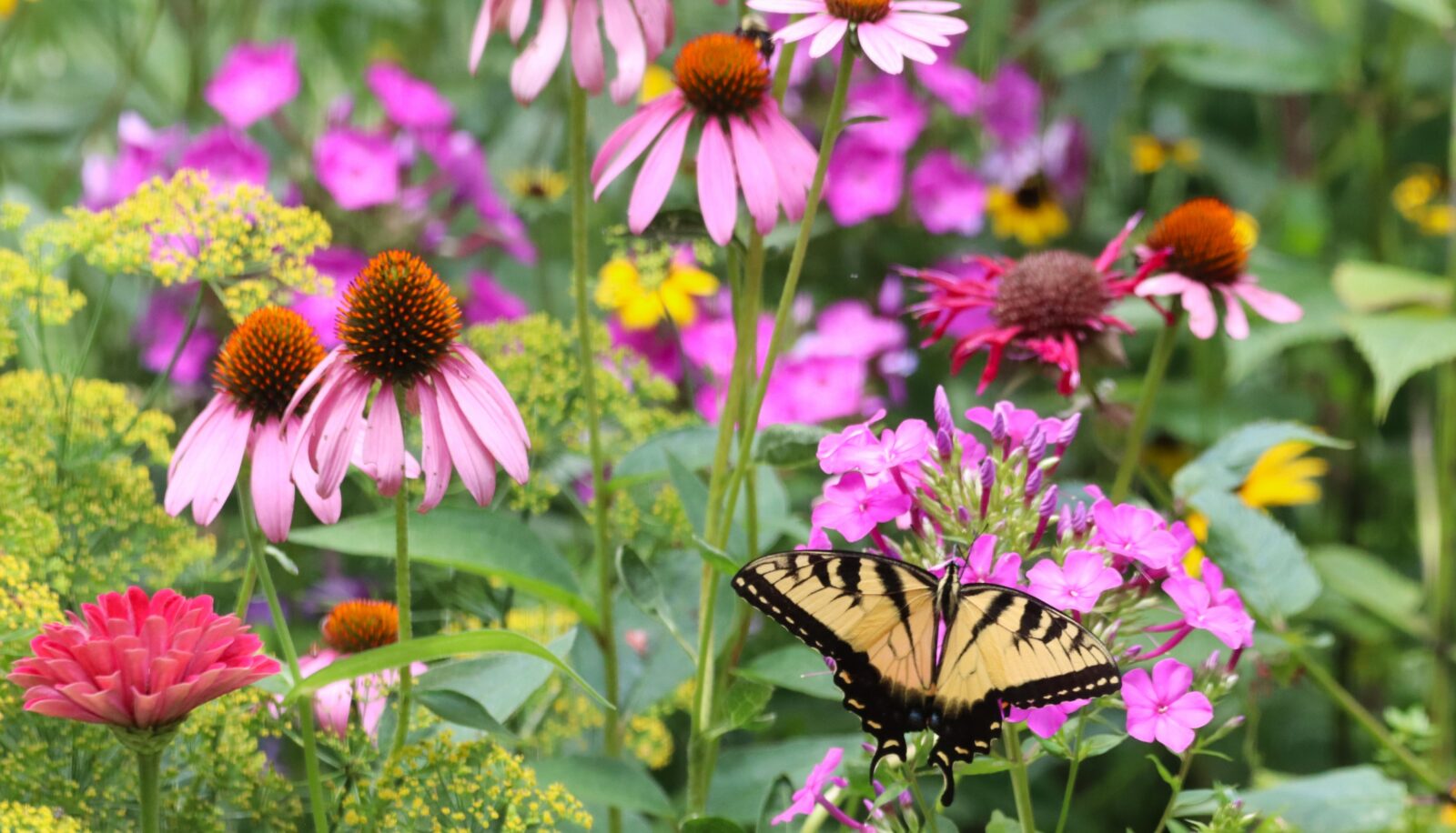 flowers with butterfly