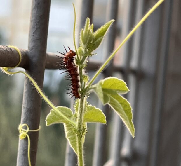 caterpillar on a plant stem